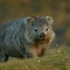 Vombat obecny - Vombatus ursinus - Common Wombat 5184